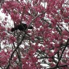 Maungakawa- tui feeding in the cherry. Sept. 2017- Cambridge Tree Trust